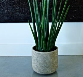 Plante Sansevieria stabilisée